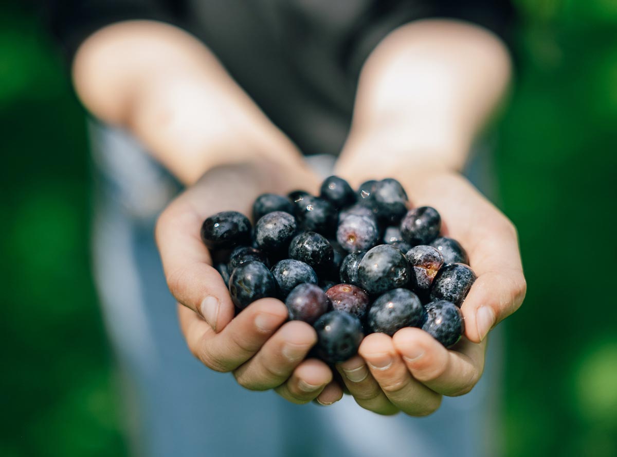Heidelbeeren